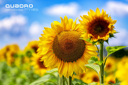 Sonnenblumen in der Pfalz