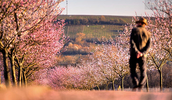 Mandelblüte in der Pfalz - In der Ruhe liegt die Kraft Mandelblüte in der Pfalz - In der Ruhe liegt die Kraft
